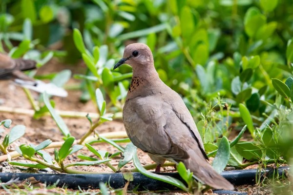 棕斑鸠是哪种鸟类,属于鸠鸽科、斑鸠属鸟类