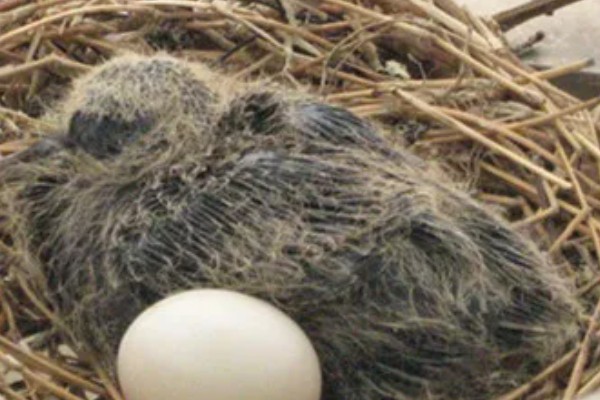 棕斑鸠是哪种鸟类,属于鸠鸽科、斑鸠属鸟类