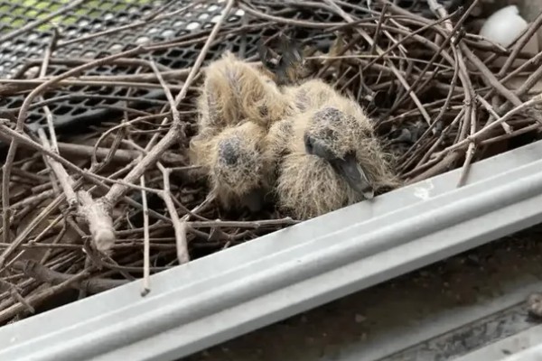 棕斑鸠是哪种鸟类,属于鸠鸽科、斑鸠属鸟类
