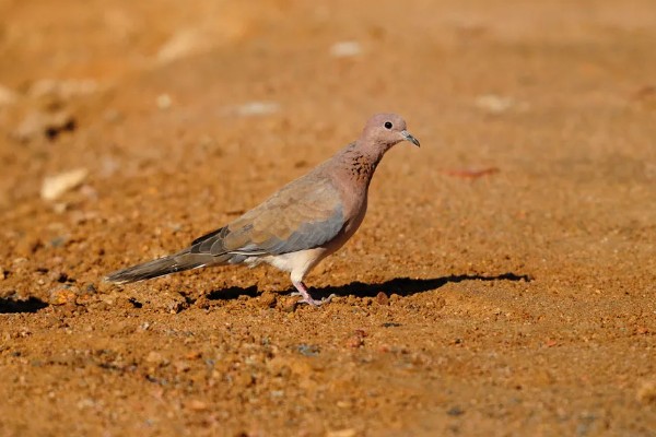 棕斑鸠是哪种鸟类,属于鸠鸽科、斑鸠属鸟类