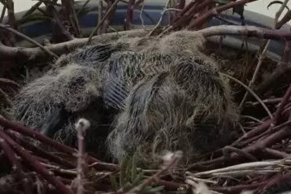 棕斑鸠是哪种鸟类,属于鸠鸽科、斑鸠属鸟类