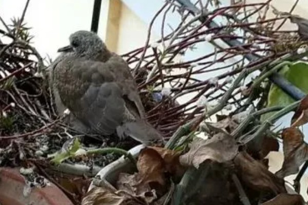 棕斑鸠是哪种鸟类,属于鸠鸽科、斑鸠属鸟类