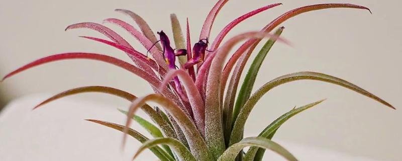 新手怎么养空气凤梨，幼苗要远离容易积水的地方