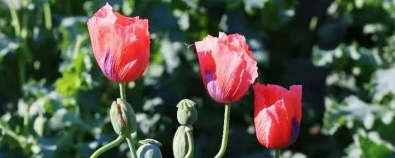 罂粟花的花语，寓意希望、死亡之恋等