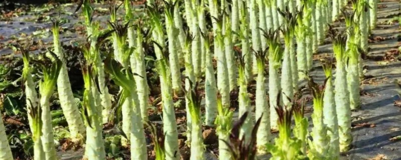 莴笋的采收和留种方法，嫩叶顶部与最高叶片的叶尖齐平即可收获