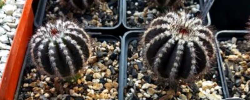 仙人球种子出芽后怎么养护，放在光线明亮的地方可促进生长