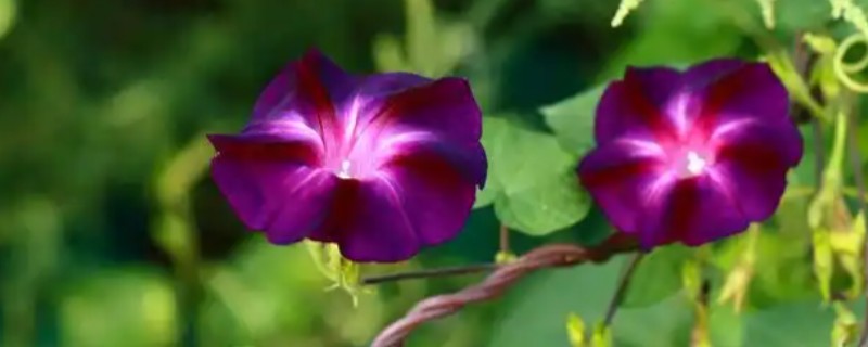 牵牛花如何移植，建议在春季或秋季进行