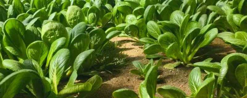 蔬菜长势过旺怎么办，氮肥用量每亩不要超过20公斤