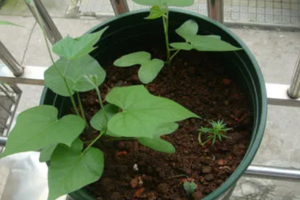 牵牛花如何移植,建议在春季或秋季进行