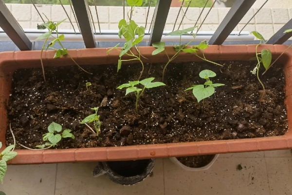 牵牛花如何移植,建议在春季或秋季进行