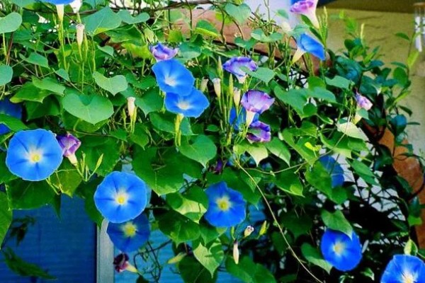 牵牛花如何移植,建议在春季或秋季进行