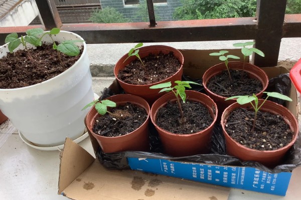 牵牛花如何移植,建议在春季或秋季进行