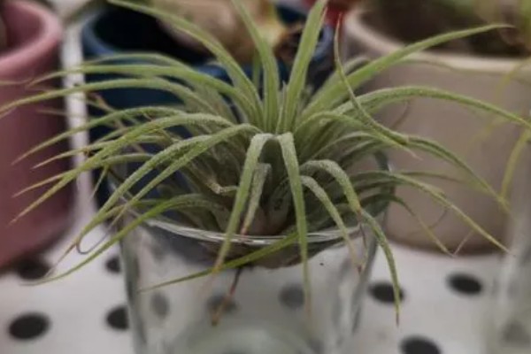 新手怎么养空气凤梨，幼苗要远离容易积水的地方