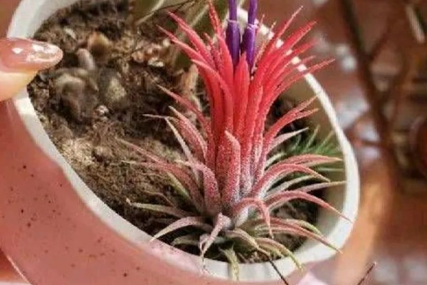 新手怎么养空气凤梨，幼苗要远离容易积水的地方