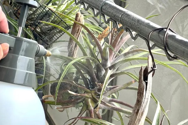 新手怎么养空气凤梨，幼苗要远离容易积水的地方