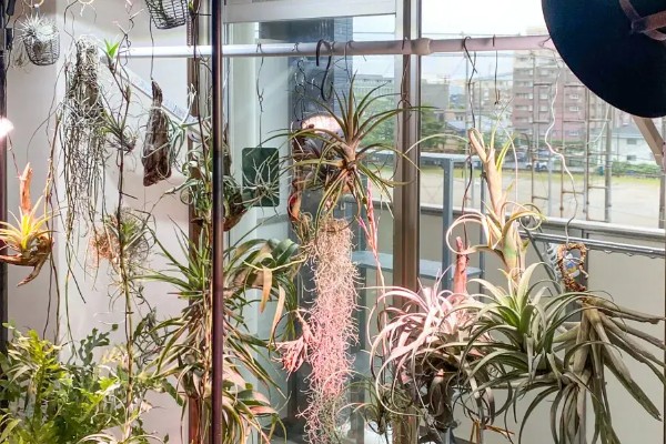 新手怎么养空气凤梨，幼苗要远离容易积水的地方