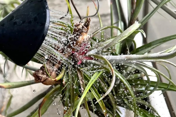 新手怎么养空气凤梨，幼苗要远离容易积水的地方