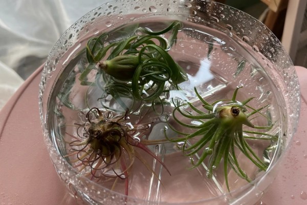 新手怎么养空气凤梨，幼苗要远离容易积水的地方