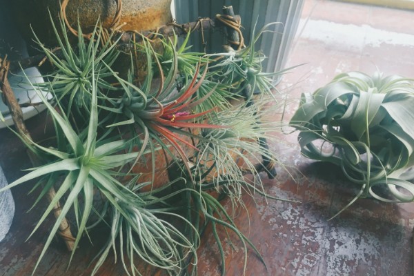 新手怎么养空气凤梨，幼苗要远离容易积水的地方