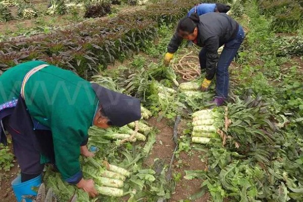 莴笋的采收和留种方法，嫩叶顶部与最高叶片的叶尖齐平即可收获