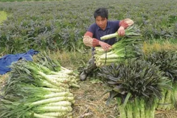 莴笋的采收和留种方法，嫩叶顶部与最高叶片的叶尖齐平即可收获