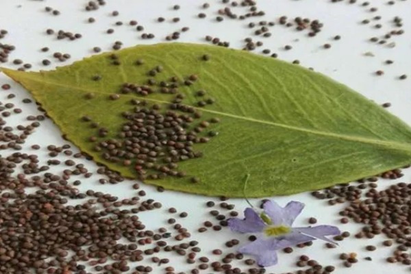 莴笋的采收和留种方法，嫩叶顶部与最高叶片的叶尖齐平即可收获