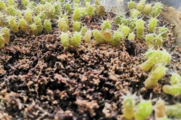 仙人球种子出芽后怎么养护,放在光线明亮的地方可促进生长