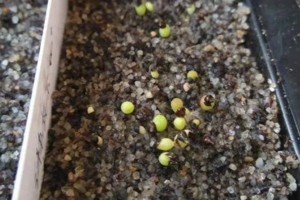 仙人球种子出芽后怎么养护,放在光线明亮的地方可促进生长