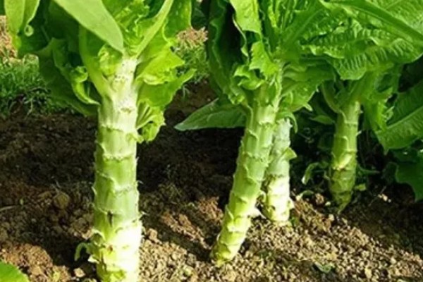 莴笋的采收和留种方法，嫩叶顶部与最高叶片的叶尖齐平即可收获