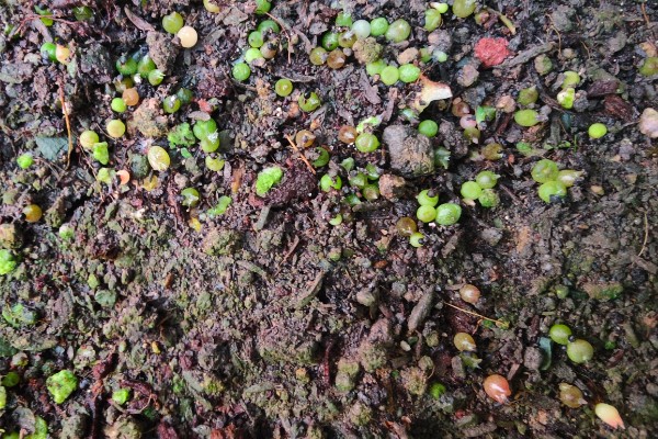 仙人球种子出芽后怎么养护,放在光线明亮的地方可促进生长