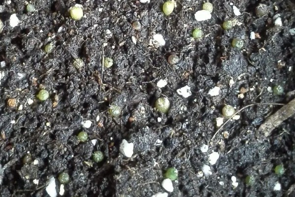 仙人球种子出芽后怎么养护,放在光线明亮的地方可促进生长