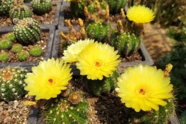 仙人球种子出芽后怎么养护,放在光线明亮的地方可促进生长