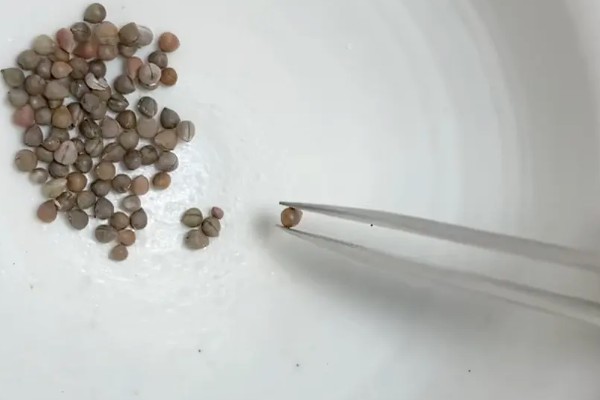 仙人球种子出芽后怎么养护,放在光线明亮的地方可促进生长