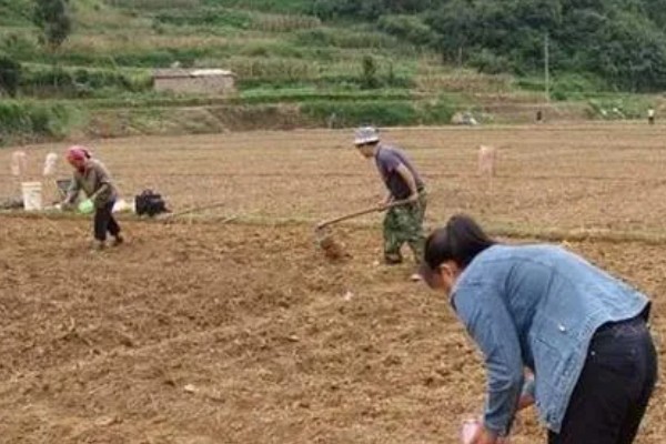 莴笋的采收和留种方法，嫩叶顶部与最高叶片的叶尖齐平即可收获