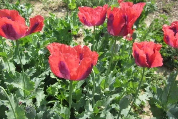 罂粟花的花语，寓意希望、死亡之恋等