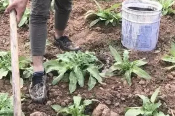 莴笋的采收和留种方法，嫩叶顶部与最高叶片的叶尖齐平即可收获