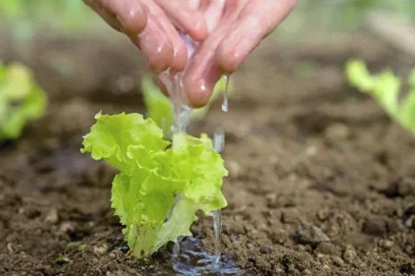 莴笋的采收和留种方法，嫩叶顶部与最高叶片的叶尖齐平即可收获
