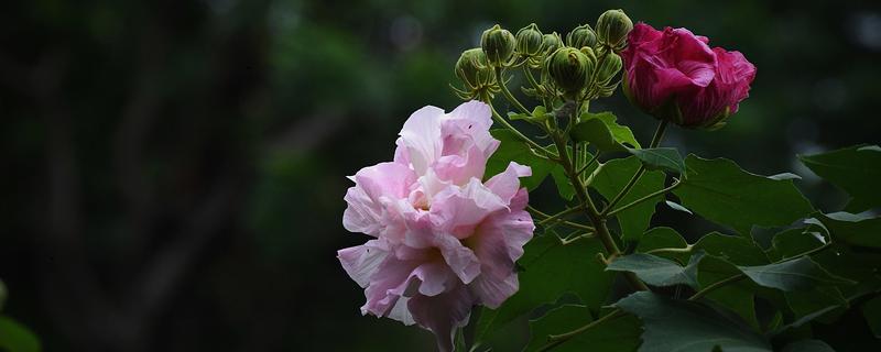 芙蓉花开完后怎么养，要剪除残花和枯老枝