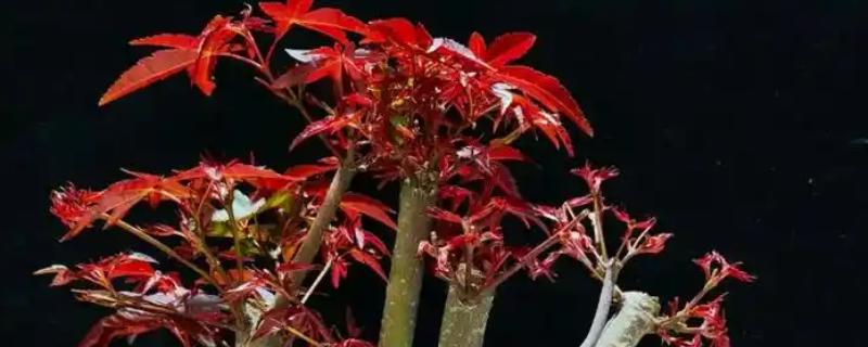 红枫有什么珍贵品种，红猩猩最为珍贵