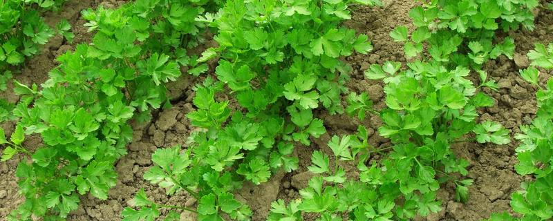 香菜的播种方法，穴播株距为8-10厘米