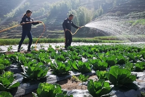 蔬菜长势过旺怎么办，氮肥用量每亩不要超过20公斤