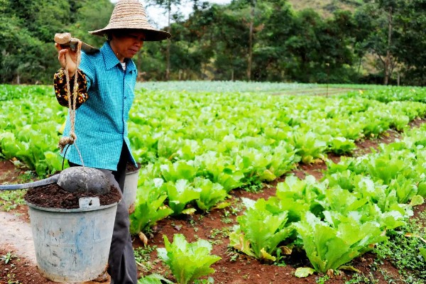 蔬菜长势过旺怎么办，氮肥用量每亩不要超过20公斤
