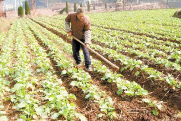 蔬菜长势过旺怎么办，氮肥用量每亩不要超过20公斤