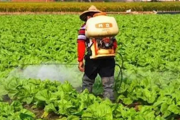 蔬菜长势过旺怎么办，氮肥用量每亩不要超过20公斤