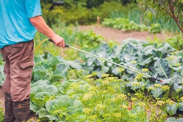 蔬菜长势过旺怎么办，氮肥用量每亩不要超过20公斤