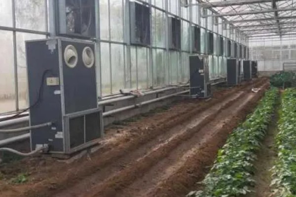 蔬菜长势过旺怎么办，氮肥用量每亩不要超过20公斤