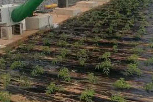 蔬菜长势过旺怎么办，氮肥用量每亩不要超过20公斤