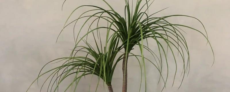 龙须树的养殖方法，春秋季节每隔3-5天浇一次水