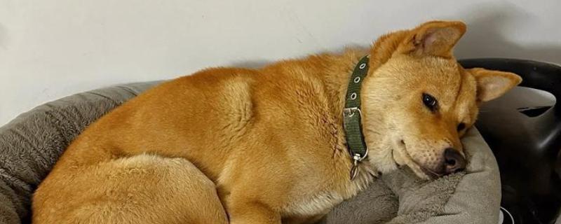 狗狗无聊的表现，会出现破坏性行为