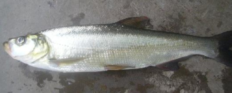推浪鱼是不是海鱼，学名叫翘嘴红鲌属于淡水鱼